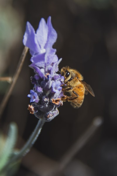 蜜蜂嗅薰衣草